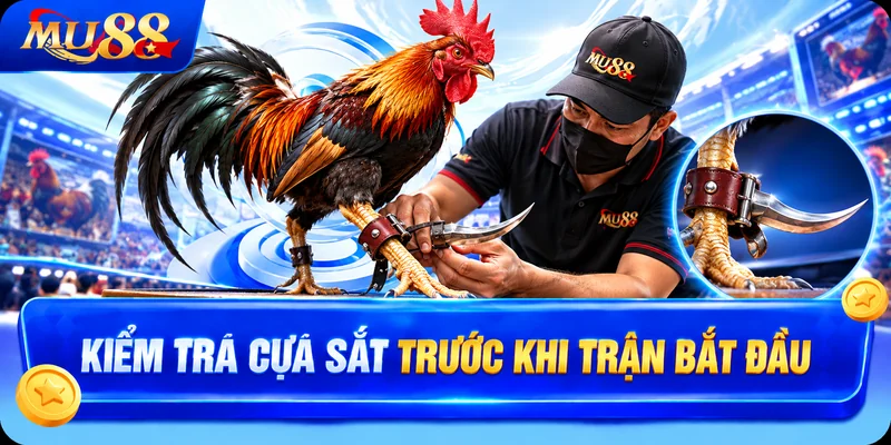 Kiểm Tra Cựa Sắt Trước Khi Trận Bắt Đầu