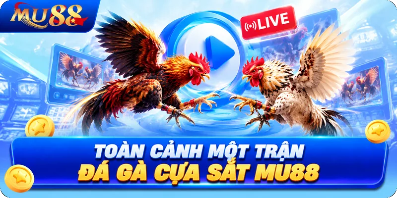 Toàn Cảnh Một Trận Đá Gà Cựa Sắt MU88